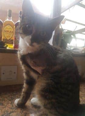 Monty after his surgery.