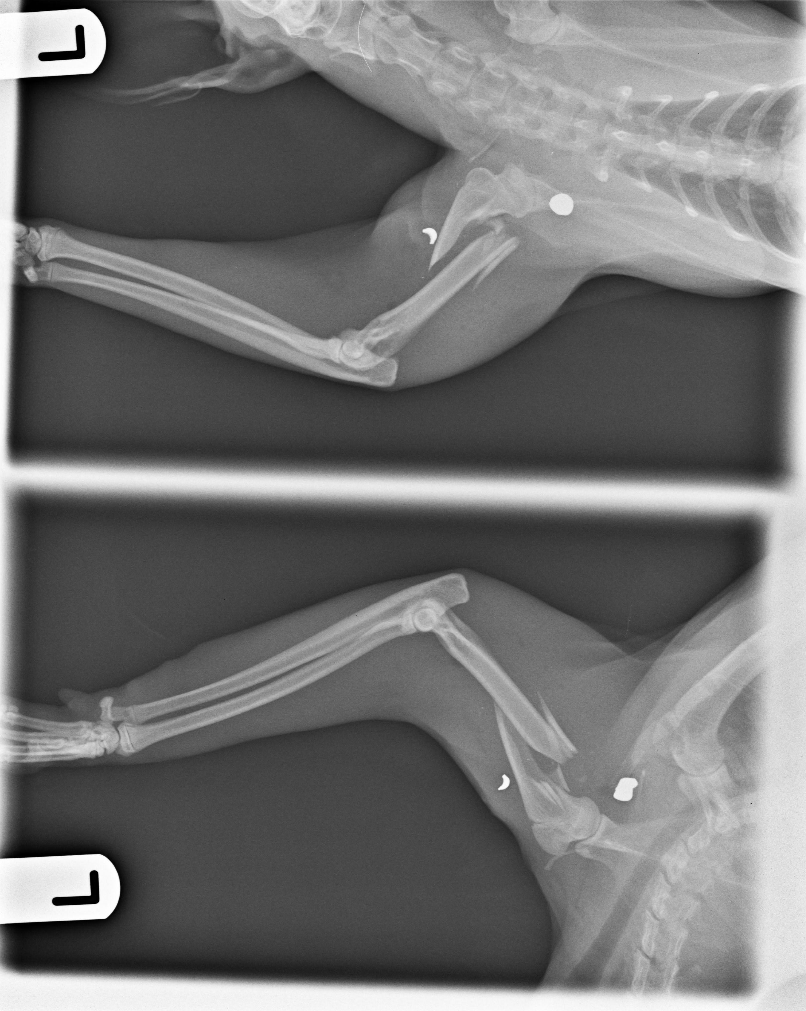 X-rays of Monty's leg taken by vet Janice Dixon.