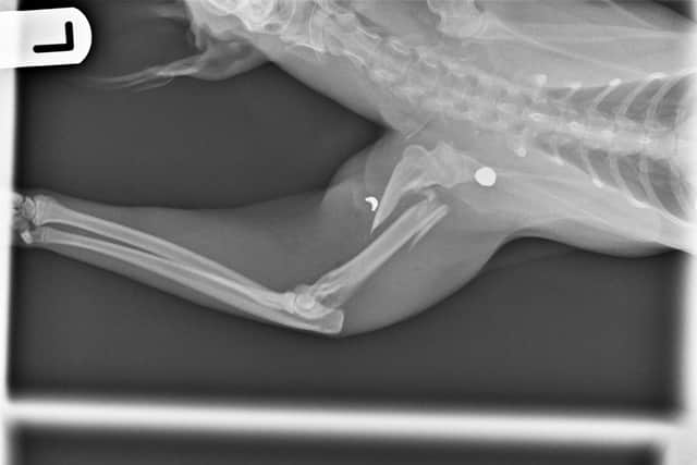 X-rays of Monty's leg taken by vet Janice Dixon.