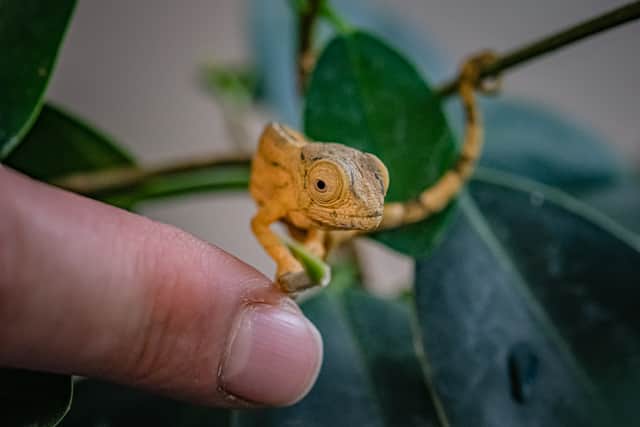 Reptile experts at Chester Zoo have become the first in the UK to breed rare Parson's chameleons