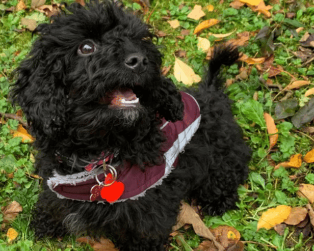 Warning to dog owners after ‘heartbroken’ woman’s puppy dies of highly infectious parvovirus disease