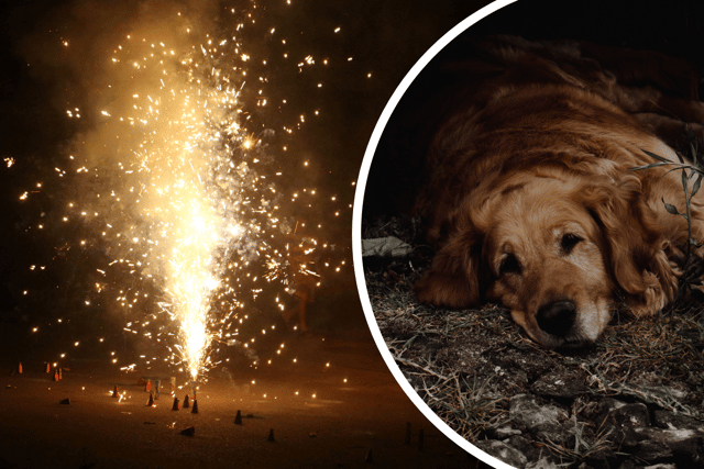 Tips to help your scared dogs on bonfire night