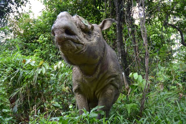 The Sumatran rhino has been battling extinction for nearly a million years, with problems beginning in the last Ice Age. 