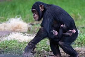 The newborn western chimpanzee, one of the world’s most endangered subspecies of chimpanzee, has already been embraced by his older sister, Chester Zoo revealed