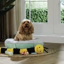 Aldi has launched an affordable pet range this month