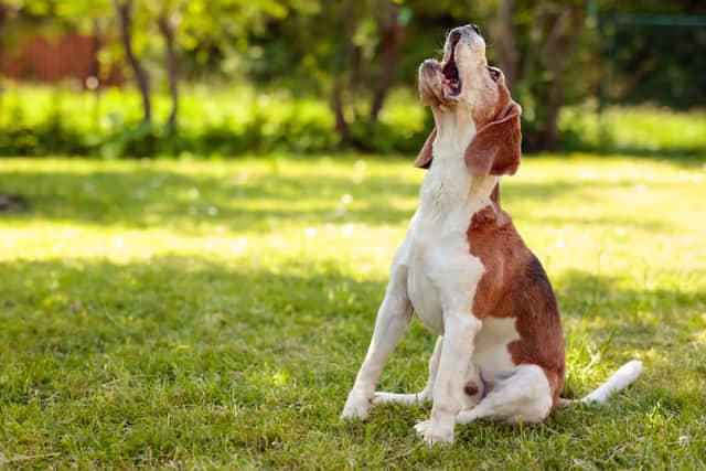 What to do if your pet is stung by a bee or wasp this spring
