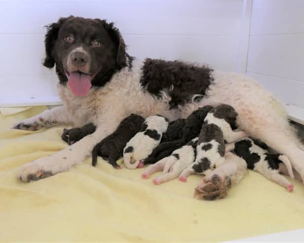 A family in Dorchester has seen the birth of an extremely rare litter of Wetterhoun puppies.