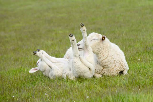 A sheep on its back is more serious than it can initially appear