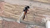Flying ants.