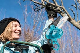 A mini chainsaw is an ideal tool for pruning season