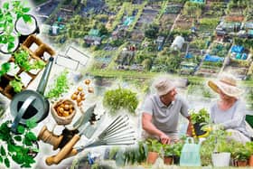 Allotments are plots of land people can rent from their local council to grow their own produce