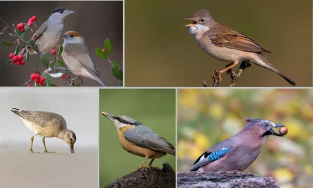 (Clockwise from top left) A male and female blackcap, a whitethroat, a jay, a nuthatch, and a knot