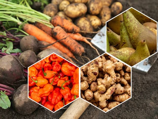 From chillies to pears, beets to Jerusalem artichokes, there are plenty of exciting fruits and veggies in season now