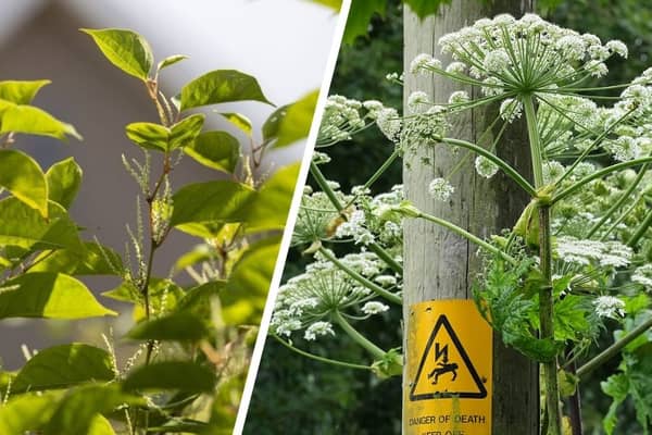 Japanese knotweed (left) and giant hogweed can both cause you big problems