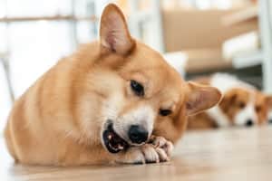 Vets are urging owners to look out for signs of hay fever in their pets.