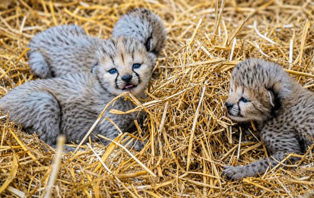 Adorable new cheetah cubs are among the star attractions at Yorkshire Wildlife Park this half term  May 2026