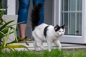 Pet’s roaming antics haven’t gone unnoticed by their owners