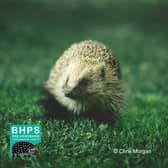 Take the Hedgehog Pledge on Hedgehog Awarness Week.