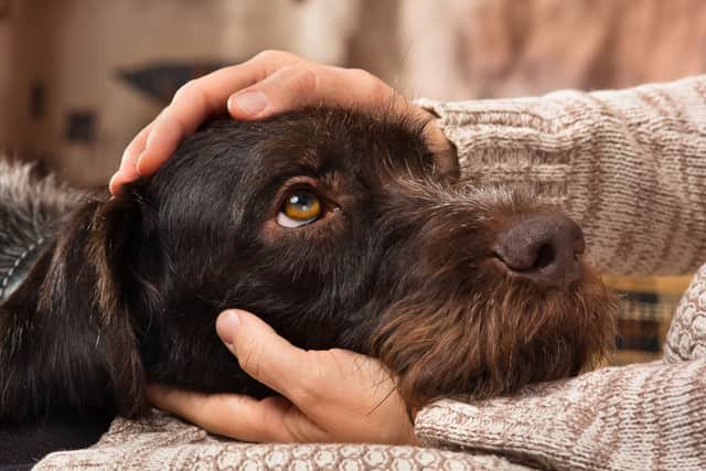Some may seek reassurance from their owners while others would rather retreat to a familiar hiding place