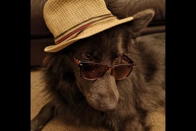 Moriarty, a German Shepherd from Newton Abbot, looks like hes come straight from a Sherlock Holmes mystery, with a stylish hat and sunglasses combo.