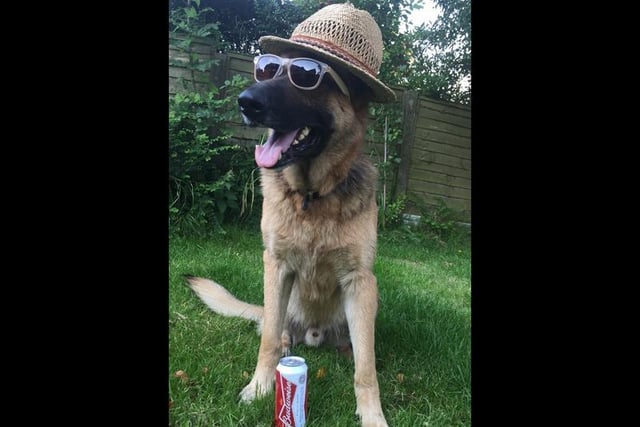 Preston's own top 10 entry, Pluto is a German Shepherd owned by Louise France, and he is all prepped for the sun