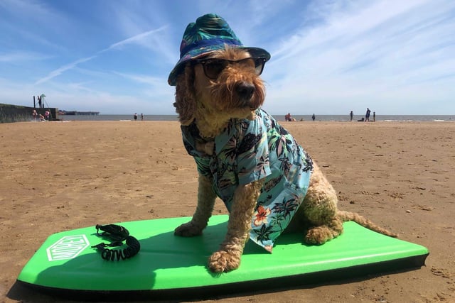 This cockapoo from Brentwood is making waves at the beach with his colourful Hawaiian shirt and shades.