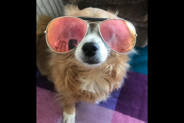 Chihuahua Lulu, from London, may have picked the wrong size sunglasses, but shes not letting that stop her from looking fabulous.