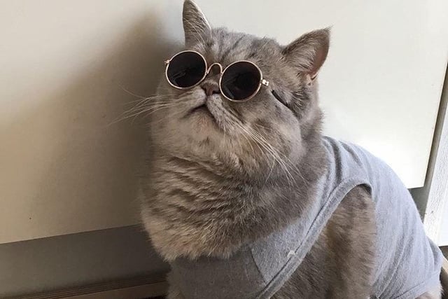 Cara, a Scottish Fold cat from Birmingham, is one cool cat, with her snazzy John Lennon-esque sunglasses a perfect fit for her rockstar swagger.