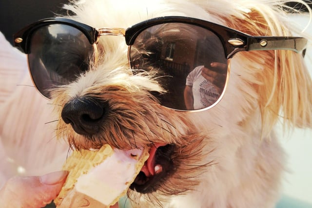 Morkie, a Yorkshire Terrier cross-breed from Hamilton, has summer nailed and is living her best life with big sunglasses and an ice cream wafer.