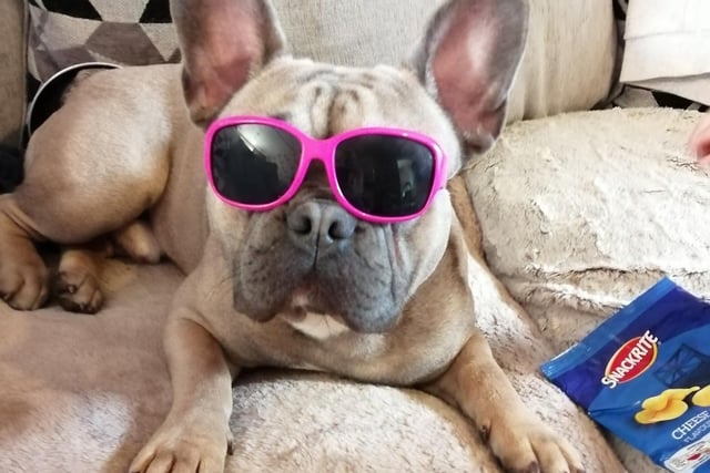There really is no place like home for Toto, a French bulldog from Leicester, who is seen here looking pretty in pink.