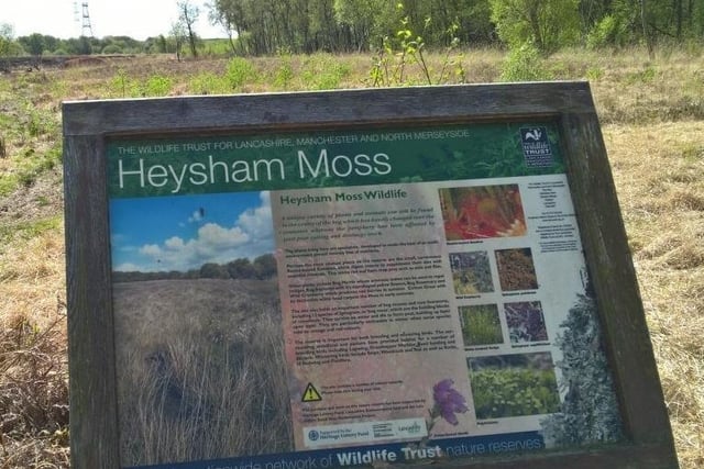 Heysham Moss Nature Reserve, Morecambe
Heysham Moss is a real conservation success story. A mosaic of habitats including woodland, scrub, wet grassland and raised bog make it a biodiverse hotspot. In fact, Heysham Moss is the second best example of a cut-over raised bog in all of Lancashire, second only to Winmarleigh Moss nature reserve.
The thriving population of birds includes wonderful summer species such as sedge warbler, grasshopper warbler and reed bunting, as well as willow warbler and chiffchaff.
There are good footpaths around the reserve, but bear in mind these can become wet and muddy after bad weather.