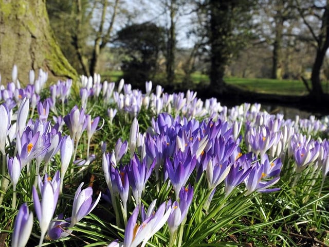 A video tour of Ayton Castle and its archaeological landscape hosted by Chris Hall of Scarborough Archaeological & Historical Society. Available anytime and for more information visit www.sahs.org.uk.