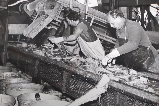 Lumpers sorting fish from the conveyor connected with the fish pump on board Jacinta, 1982