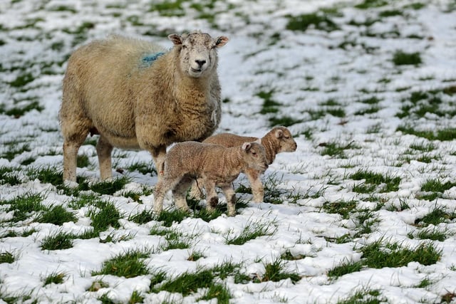 Spring lambs in the snow at Glasshouses near Pateley Bridge in 2020.