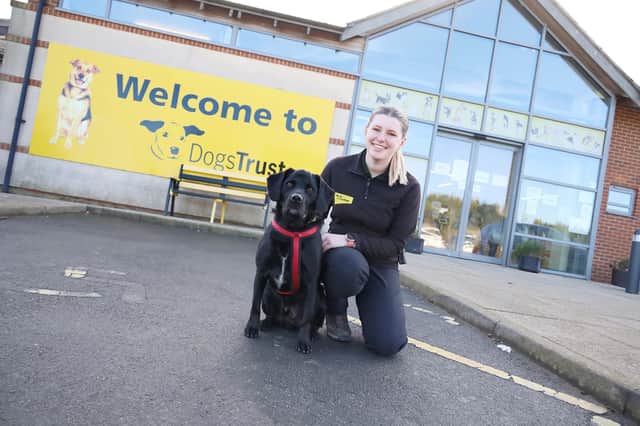 Canine carer Sophie Bedford with Finn, an eight-year-old Labrador Cross currently looking for his forever home in Leeds. Photo: Dogs Trust Leeds
