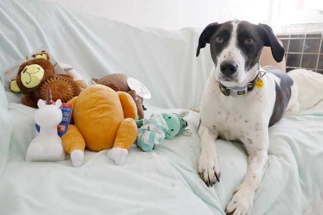 Stanley, a 4-year-old English Pointer, was over the moon to receive a selection of toys and treats that a very kind supporter sent for him. He’s looking for his forever home with switched-on and confident adopters who will continue his training.