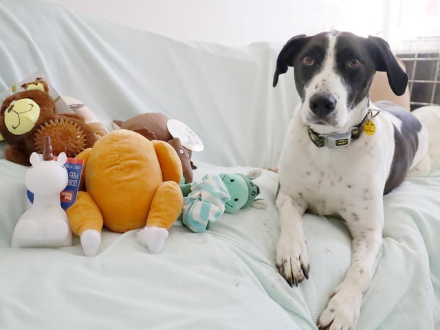 Stanley, a 4-year-old English Pointer, was over the moon to receive a selection of toys and treats that a very kind supporter sent for him. He’s looking for his forever home with switched-on and confident adopters who will continue his training.