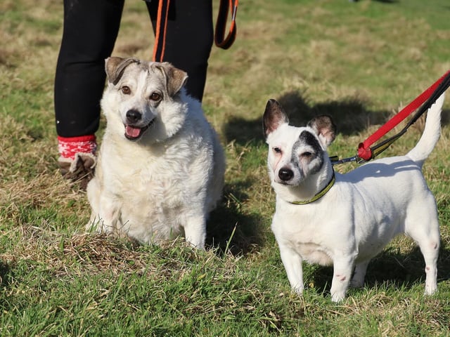 Charlie, a 4-year-old Collie Cross, is looking for a new home with his best friend Misty, a 13-year-old Jack Russell Terrier. They are devoted to each other and do everything together. They like a quiet and peaceful life so a calm household without children is a must. They won't be able to share their home with any other pets and they will need their own secure garden to explore which has no neighbouring dogs.