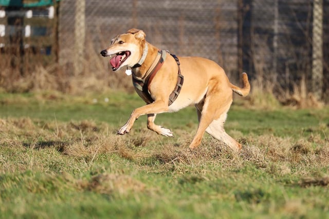 Jake, a 7-year-old Lurcher, is looking for an adult only home where he’ll be the only pet, but in the meantime, he’s been having lots of fun in the centre’s enclosed field! He loves a good run and gets very playful. He’ll need adopters who will take it very slowly until he’s built a relationship but once he’s bonded he is super sweet and affectionate.