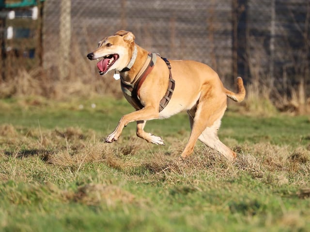 Jake, a 7-year-old Lurcher, is looking for an adult only home where he’ll be the only pet, but in the meantime, he’s been having lots of fun in the centre’s enclosed field! He loves a good run and gets very playful. He’ll need adopters who will take it very slowly until he’s built a relationship but once he’s bonded he is super sweet and affectionate.