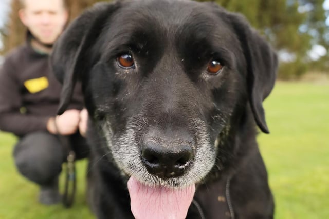 Bentley is one of our OAPs (Old Aged Pooch!) who at 12 years old is looking for a peaceful retirement home. He’s a lovely boy who likes plenty of attention! Unfortunately, he is worried by other dogs so does not want to share his home with any other pets but children over 12 will be fine. If you’ve got a big enough sofa to share the Bentley will be your snuggle buddy for sure!