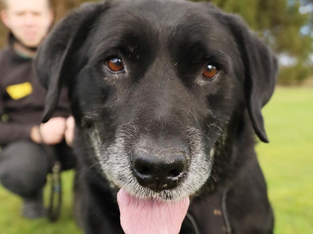 Bentley is one of our OAPs (Old Aged Pooch!) who at 12 years old is looking for a peaceful retirement home. He’s a lovely boy who likes plenty of attention! Unfortunately, he is worried by other dogs so does not want to share his home with any other pets but children over 12 will be fine. If you’ve got a big enough sofa to share the Bentley will be your snuggle buddy for sure!