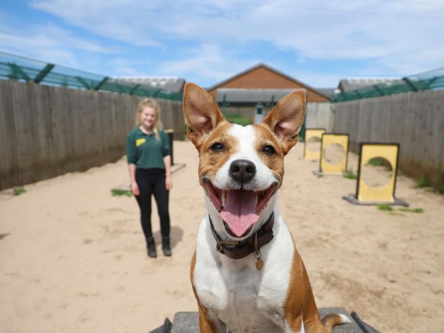 After almost a year of waiting, William the handsome Staffordshire Cross finally got his happy ending! He left for his forever home and is settling in nicely. He’d been at the centre for so long due to a few medical and training needs but thankfully he found dedicated and patient adopters who were happy to take their time getting to know him and now he’s their BFF!