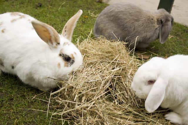 Rabbits need constant access to fresh hay or grass (photo: Quench Studios)