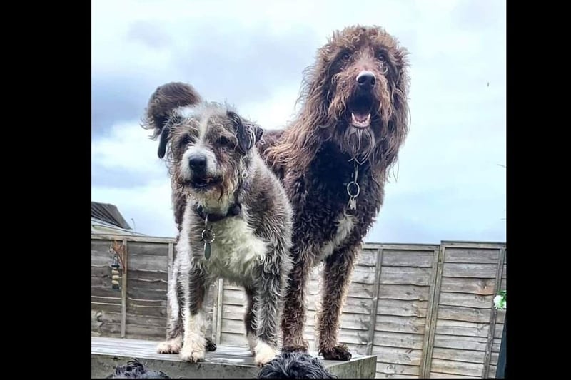 Jacci Hutchinson sent in Charlie and Monty - "Best brothers from other mothers"