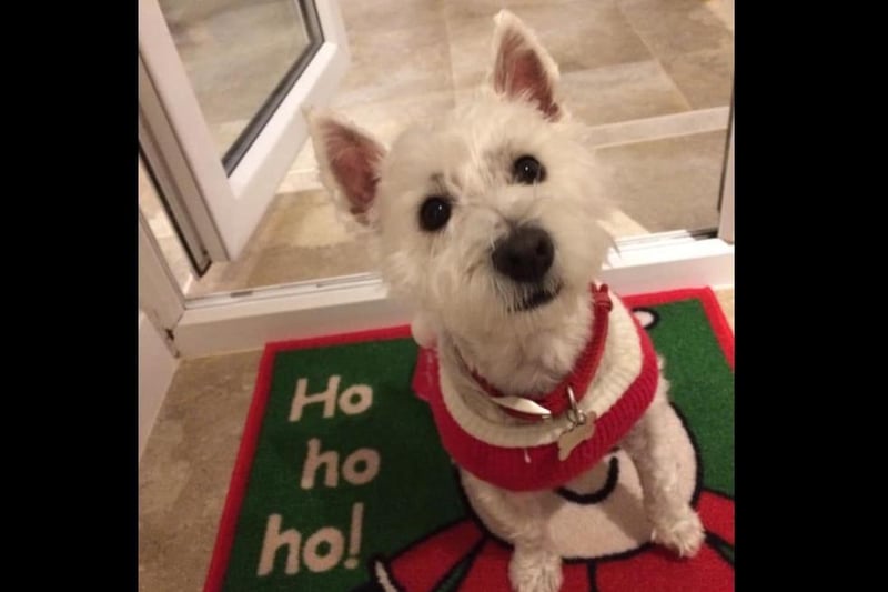 Ho Ho Ho! Tracey Holmes sent in a festive Maddie
