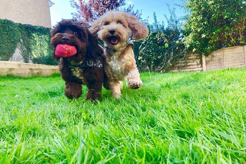 Ziggy and Cookie two Cockapoo’s.