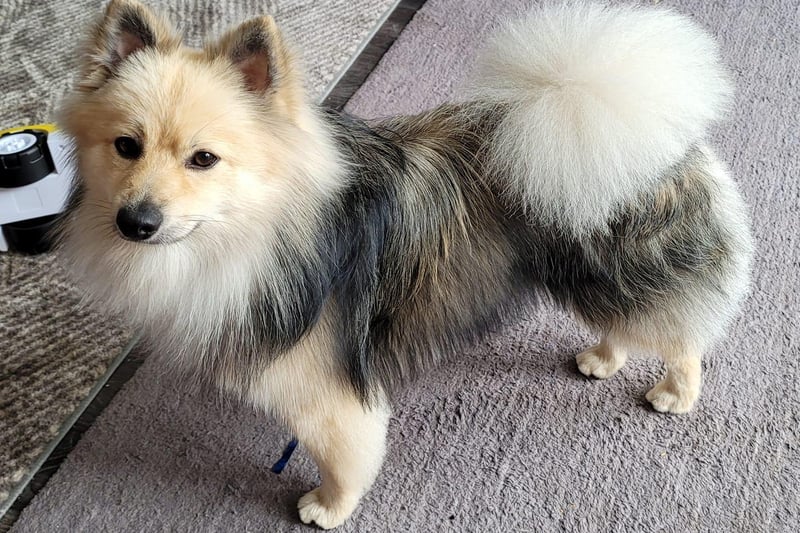 Thor the Pomeranian looking smart after his groom.