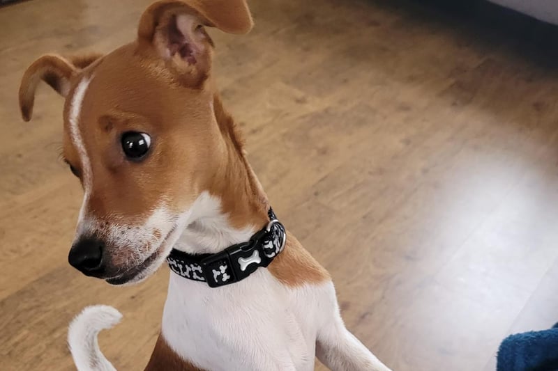 Bruno - five-month-old pup showing off his new collar.