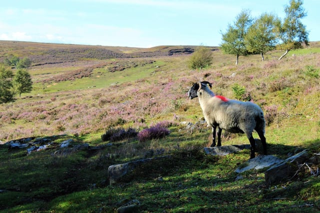 Sheep at Danby, by Sally Michulitis.